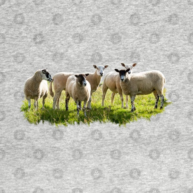 Flock of Sheep by Jane Stanley Photography